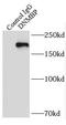 Dynamin Binding Protein antibody, FNab02481, FineTest, Immunoprecipitation image 