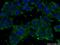 Peroxiredoxin 2 antibody, 10545-2-AP, Proteintech Group, Immunofluorescence image 