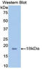 Annexin A2 antibody, LS-C314860, Lifespan Biosciences, Western Blot image 