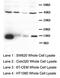 Vascular Endothelial Growth Factor D antibody, AP23425PU-N, Origene, Western Blot image 