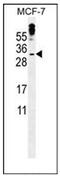 Methyl-CpG Binding Domain Protein 3 Like 3 antibody, AP52620PU-N, Origene, Western Blot image 