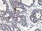 Nudix Hydrolase 18 antibody, MA5-25752, Invitrogen Antibodies, Immunohistochemistry frozen image 