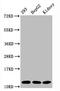 Histone Cluster 4 H4 antibody, CSB-RA010429A16acHU, Cusabio, Western Blot image 