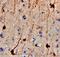 Calbindin 2 antibody, AF5065, R&D Systems, Immunohistochemistry paraffin image 