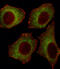 Calcium Voltage-Gated Channel Auxiliary Subunit Alpha2delta 2 antibody, abx027378, Abbexa, Immunohistochemistry frozen image 