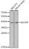 Epithelial Cell Adhesion Molecule antibody, GTX54034, GeneTex, Western Blot image 