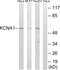 Potassium voltage-gated channel subfamily A member 1 antibody, abx014728, Abbexa, Western Blot image 