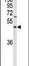 G Protein-Coupled Receptor 160 antibody, PA5-26509, Invitrogen Antibodies, Western Blot image 