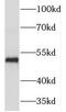 Tektin 4 antibody, FNab08589, FineTest, Western Blot image 