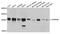 Casein Kinase 2 Beta antibody, A2869, ABclonal Technology, Western Blot image 