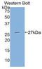 Tissue Factor Pathway Inhibitor 2 antibody, LS-B15443, Lifespan Biosciences, Western Blot image 