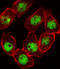 Cyclin Dependent Kinase Inhibitor 1C antibody, LS-C168622, Lifespan Biosciences, Immunofluorescence image 