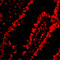 Acidic Nuclear Phosphoprotein 32 Family Member A antibody, 11090, QED Bioscience, Immunofluorescence image 