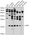 Glia Maturation Factor Beta antibody, 23-697, ProSci, Western Blot image 