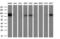 Cytochrome P450 Oxidoreductase antibody, GTX83859, GeneTex, Western Blot image 