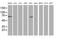 TBC1 Domain Family Member 21 antibody, MA5-25733, Invitrogen Antibodies, Western Blot image 