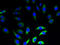 Neurensin 2 antibody, A67818-100, Epigentek, Immunofluorescence image 