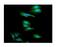 Catenin Alpha 1 antibody, PB9137, Boster Biological Technology, Immunofluorescence image 