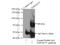 Transmembrane Protein 173 antibody, 19851-1-AP, Proteintech Group, Immunoprecipitation image 