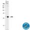 Mitogen-Activated Protein Kinase 12 antibody, MAB1347, R&D Systems, Western Blot image 