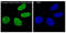 H2A Histone Family Member X antibody, MP00241, Boster Biological Technology, Western Blot image 