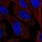 Guanylate Binding Protein 4 antibody, NBP1-82628, Novus Biologicals, Immunofluorescence image 