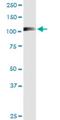 Ras And Rab Interactor 2 antibody, H00054453-M01, Novus Biologicals, Western Blot image 