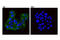 SH3 Domain Containing GRB2 Like 2, Endophilin A1 antibody, 65169S, Cell Signaling Technology, Immunofluorescence image 