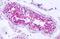 Protein Kinase D2 antibody, orb85880, Biorbyt, Immunohistochemistry paraffin image 