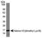Histone Cluster 2 H3 Family Member D antibody, NB21-1142, Novus Biologicals, Western Blot image 