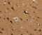 Mitochondrial Ribosomal Protein L39 antibody, MBS2524900, MyBioSource, Immunohistochemistry paraffin image 