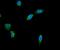 TLE Family Member 5, Transcriptional Modulator antibody, A01757-1, Boster Biological Technology, Immunofluorescence image 