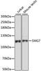 SMG7 Nonsense Mediated MRNA Decay Factor antibody, A15371, ABclonal Technology, Western Blot image 