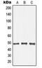 NFKB Inhibitor Beta antibody, LS-C352569, Lifespan Biosciences, Western Blot image 