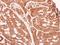 Glucosidase II Alpha Subunit antibody, NBP1-32554, Novus Biologicals, Immunohistochemistry frozen image 