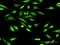 Insulin Like Growth Factor Binding Protein 3 antibody, H00003486-D01P, Novus Biologicals, Immunocytochemistry image 