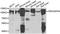 Rho GTPase Activating Protein 44 antibody, STJ29496, St John