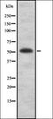 Estrogen Related Receptor Alpha antibody, orb336830, Biorbyt, Western Blot image 