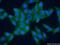 Syntaxin 2 antibody, 55033-1-AP, Proteintech Group, Immunofluorescence image 
