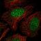 Neudesin Neurotrophic Factor antibody, PA5-55875, Invitrogen Antibodies, Immunofluorescence image 
