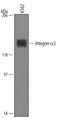 Integrin Subunit Alpha 5 antibody, AF1864, R&D Systems, Western Blot image 