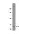 Chromobox 3 antibody, LS-B8717, Lifespan Biosciences, Western Blot image 