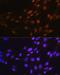 Sp1 Transcription Factor antibody, GTX01528, GeneTex, Immunocytochemistry image 