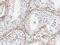 WD repeat-containing protein 1 antibody, FNab09481, FineTest, Immunohistochemistry frozen image 