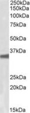 G Protein Subunit Beta 3 antibody, MBS422500, MyBioSource, Western Blot image 