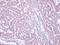 Mitochondrial Ribosomal Protein S10 antibody, GTX119522, GeneTex, Immunohistochemistry paraffin image 
