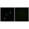 Fibroblast Growth Factor 23 antibody, PA5-49926, Invitrogen Antibodies, Immunofluorescence image 