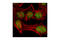 MutS Homolog 2 antibody, 2850S, Cell Signaling Technology, Immunofluorescence image 