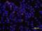 Phospholipase C Gamma 2 antibody, MAB3716, R&D Systems, Immunofluorescence image 