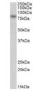 Calpain 1 antibody, orb99061, Biorbyt, Western Blot image 